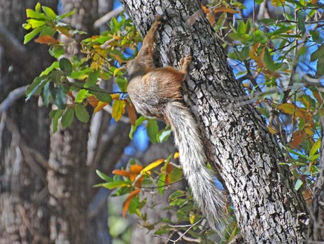 Mexican Fox Squirrel (Sciurus nayaritensis)