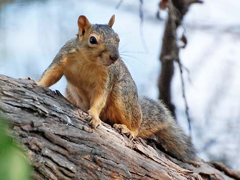 Fox Squirrel (Sciurus niger)