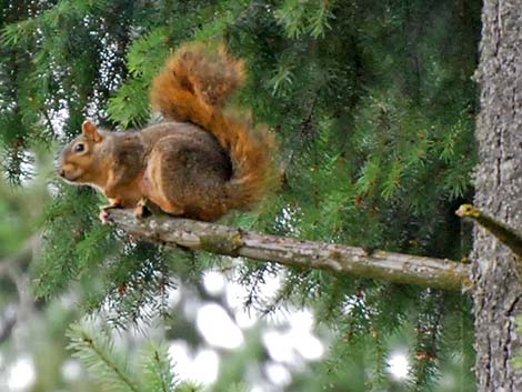 Fox Squirrel (Sciurus niger)