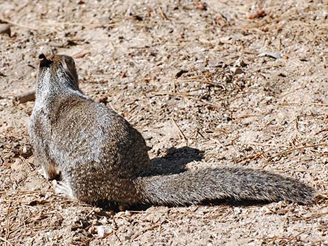 California Ground Squirrel (Otospermophilus beecheyi)