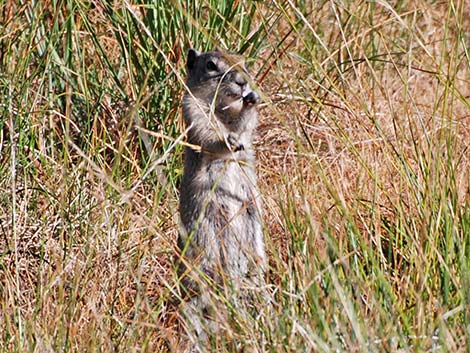 Belding's Ground Squirrel (Urocitellus beldingi)