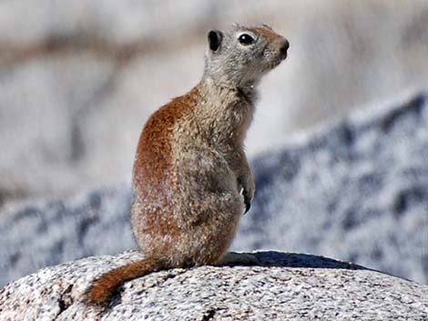 Belding's Ground Squirrel (Urocitellus beldingi)