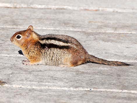 Golden-mantled Ground Squirrel (Callospermophilus lateralis)