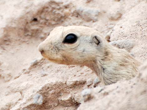 Round-tailed Ground Squirrel (Xerospermophilus tereticaudus)