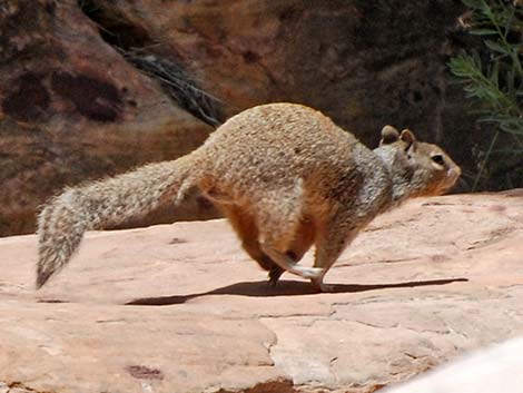 Rock Squirrel (Otospermophilus variegatus)