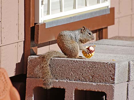 Rock Squirrel (Otospermophilus variegatus)