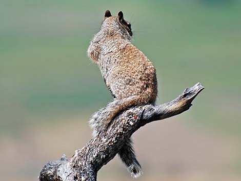 Rock Squirrel (Otospermophilus variegatus)