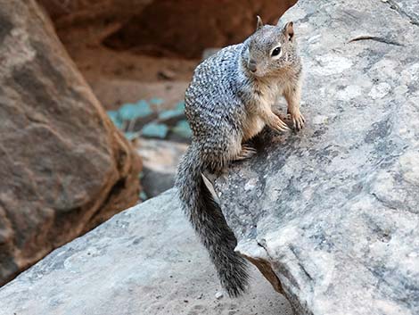 Rock Squirrel (Otospermophilus variegatus)