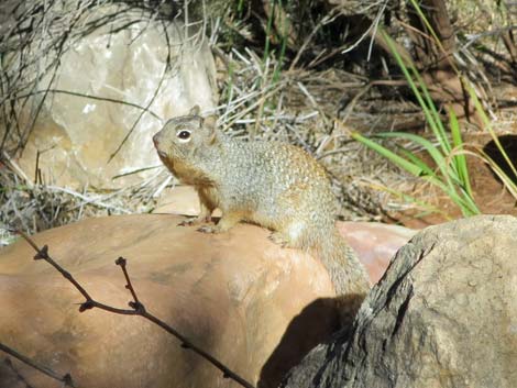 Rock Squirrel (Otospermophilus variegatus)