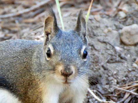 Douglas' Squirrel (Tamiasciurus douglasii)