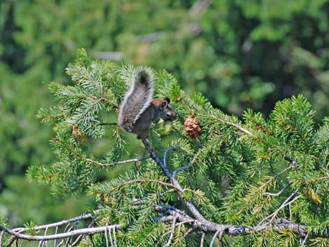 Douglas' Squirrel (Tamiasciurus douglasii)