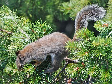 Douglas' Squirrel (Tamiasciurus douglasii)