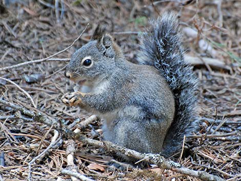 Douglas' Squirrel (Tamiasciurus douglasii)