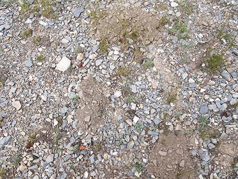 Valley Pocket Gopher (Thomomys bottae)