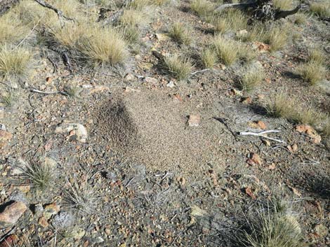 Valley Pocket Gopher (Thomomys bottae)