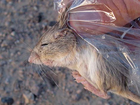 Long-tailed Pocket Mouse (Chaetodipus formosus)