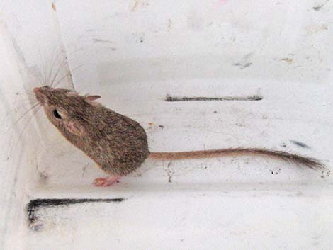 Long-tailed Pocket Mouse (Chaetodipus formosus)