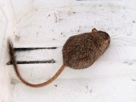 Long-tailed Pocket Mouse (Chaetodipus formosus)