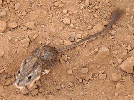 Long-tailed Pocket Mouse (Chaetodipus formosus)