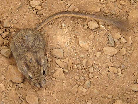 Long-tailed Pocket Mouse (Chaetodipus formosus)