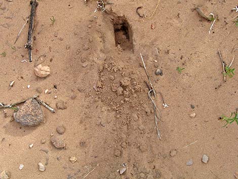 Merriam's Kangaroo Rat (Dipodomys merriami)