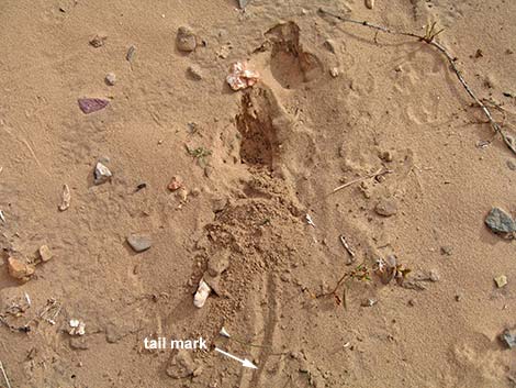 Merriam's Kangaroo Rat (Dipodomys merriami)