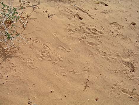 Merriam's Kangaroo Rat (Dipodomys merriami)