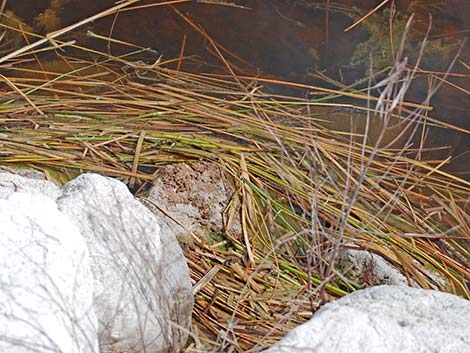 Muskrat (Ondatra zibethicus)