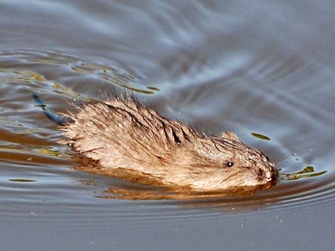 Muskrat (Ondatra zibethicus)