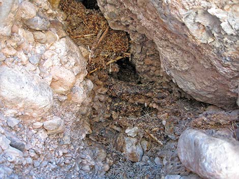 Desert Woodrat (Neotoma lepida) Midden