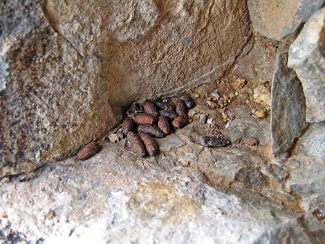 Desert Woodrat (Neotoma lepida) Midden