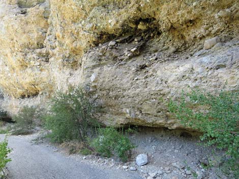 Desert Woodrat (Neotoma lepida) Midden