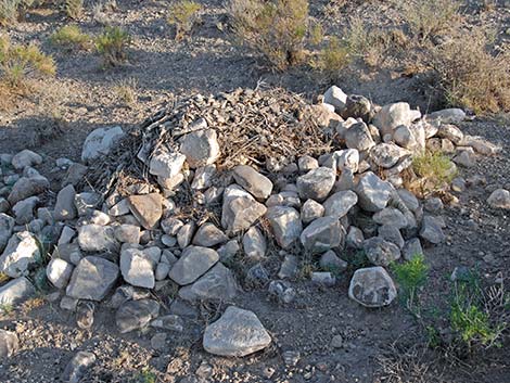 Desert Woodrat (Neotoma lepida) Nest