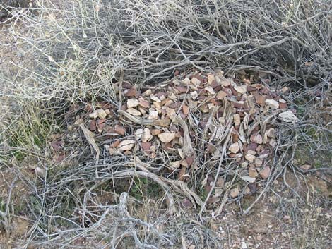 Desert Woodrat (Neotoma lepida) Nests