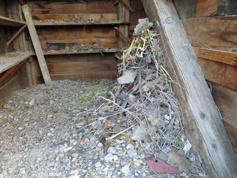 Desert Woodrat (Neotoma lepida) Nests