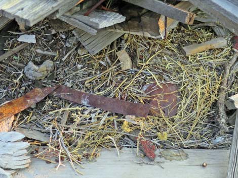 Desert Woodrat (Neotoma lepida) Nests