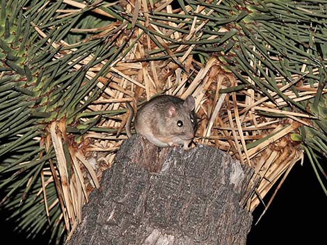 Desert Woodrat (Neotoma lepida)