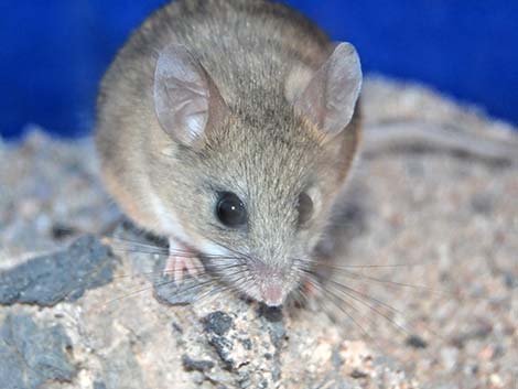 Cactus Deermouse (Peromyscus eremicus)