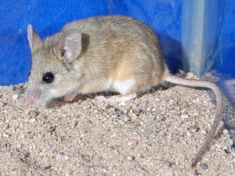 Cactus Mouse (Peromyscus eremicus)