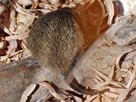 Hispid Cotton Rat (Sigmodon hispidus)