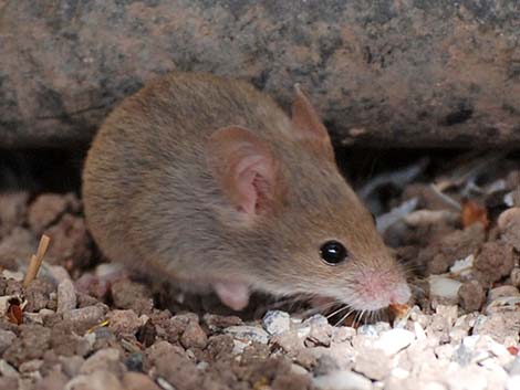 House Mouse (Mus musculus)