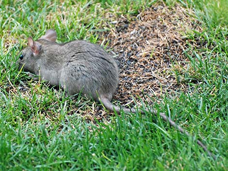 Black Rat (Rattus rattus)