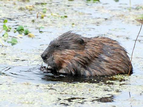 Coypu (Myocastor coypus)