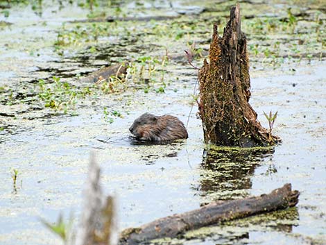 Coypu Nutria (Myocastor coypus)