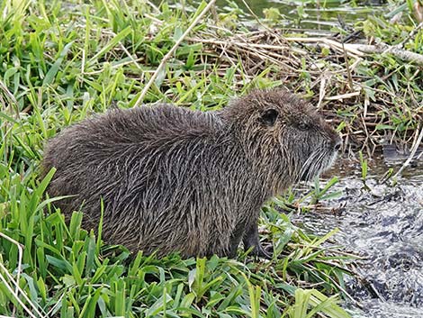 Coypu Nutria (Myocastor coypus)