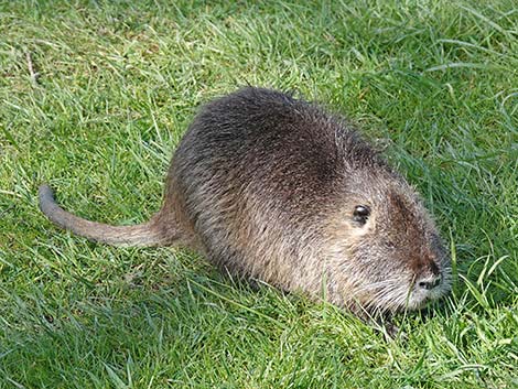 Coypu Nutria (Myocastor coypus)