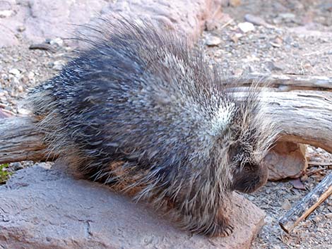 North American Porcupine (Erethizon dorsata)