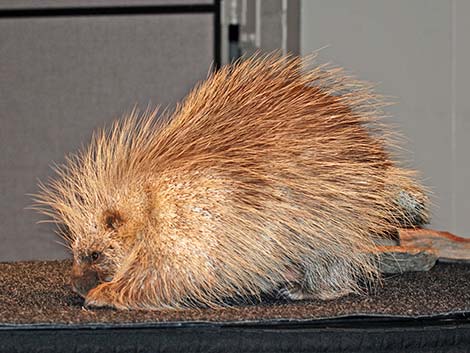 North American Porcupine (Erethizon dorsata)