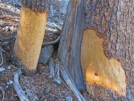 porcupines chew marks