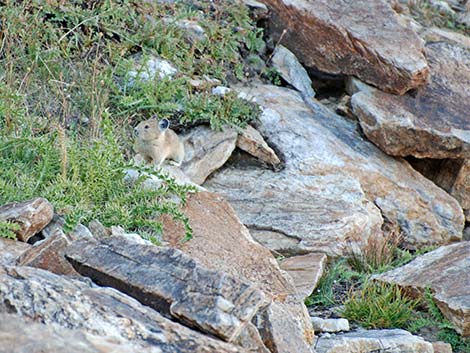 American Pika (Ochotona princeps)